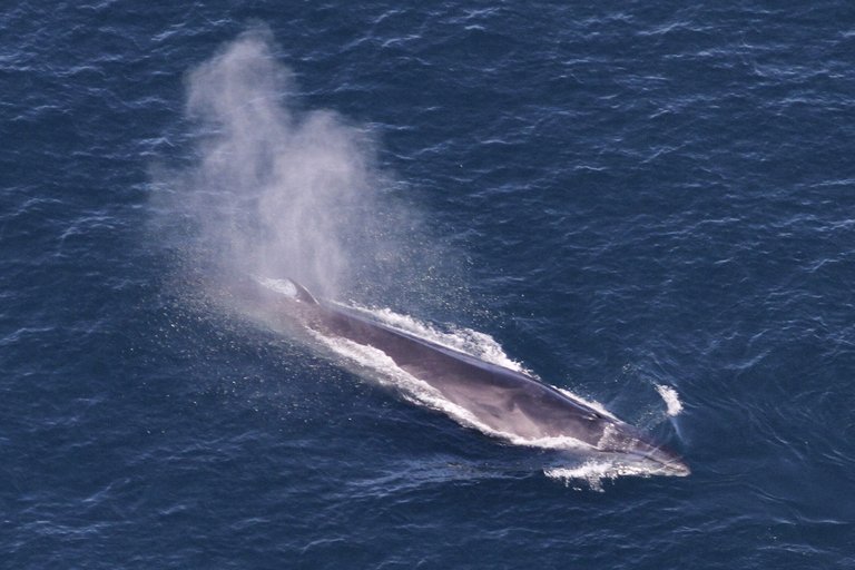 Marine Biologists Report Increase in Whale Sightings